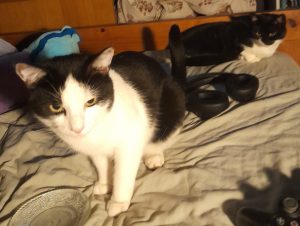Alexs two black and white cats sitting on a bed